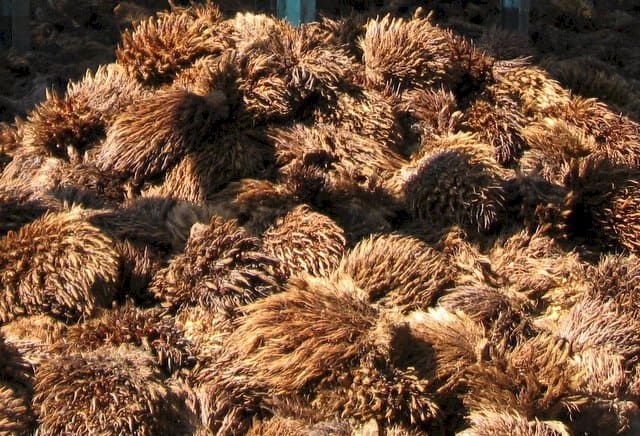 Palm Empty Fruit Bunches