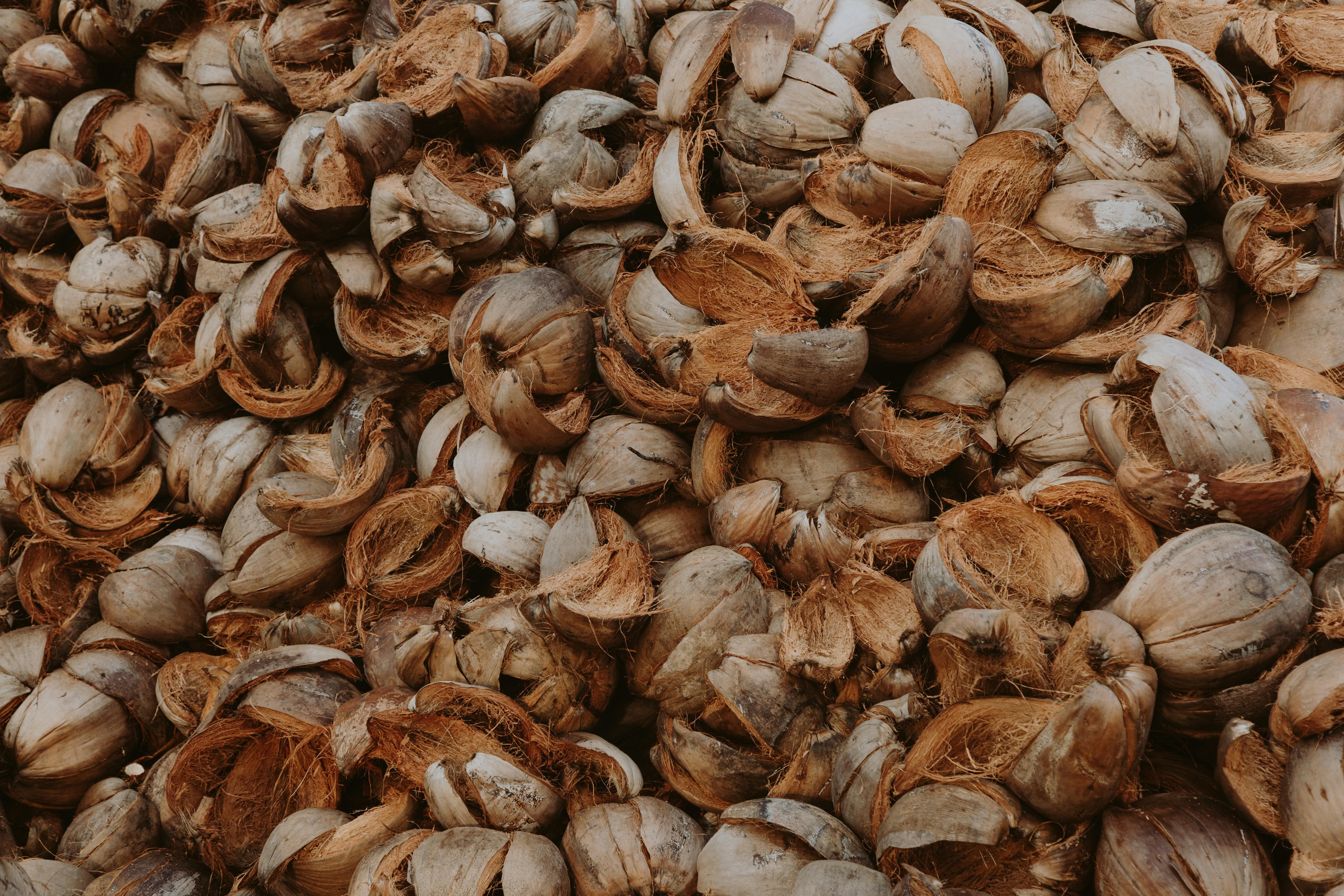 Nut Shells & Coconut Husks