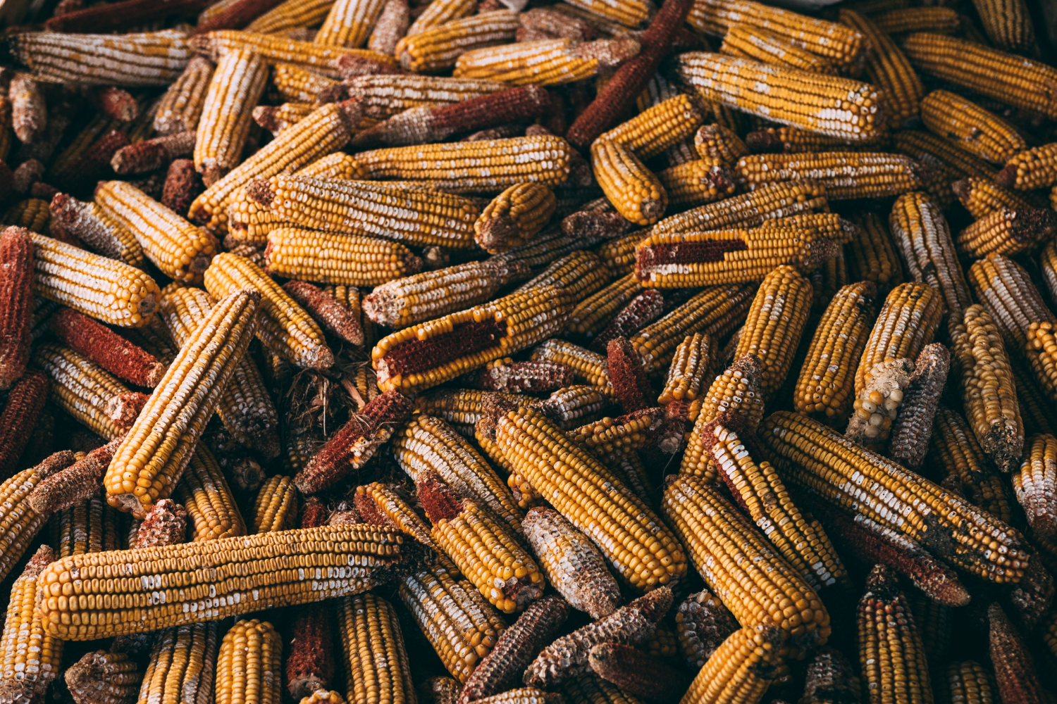 Industrial corn cob supplier guide - Tropic World Paradise