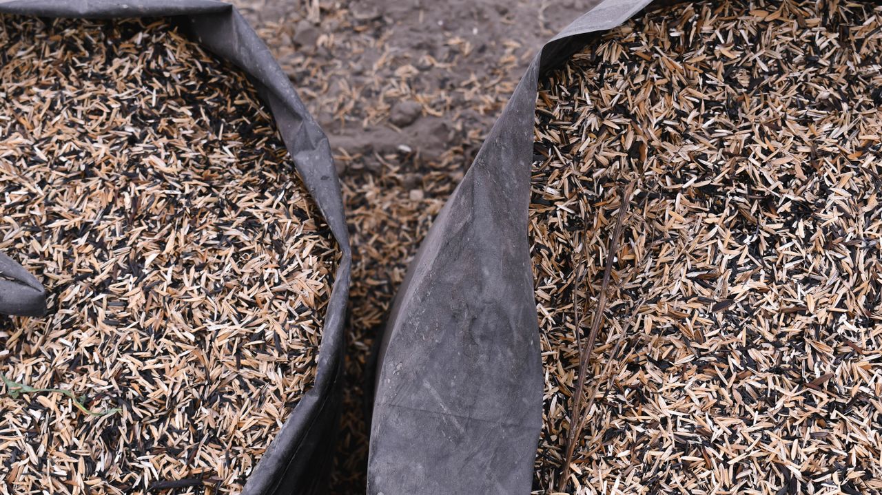 Rice husk supplier Indonesia guide - Tropic World Paradise