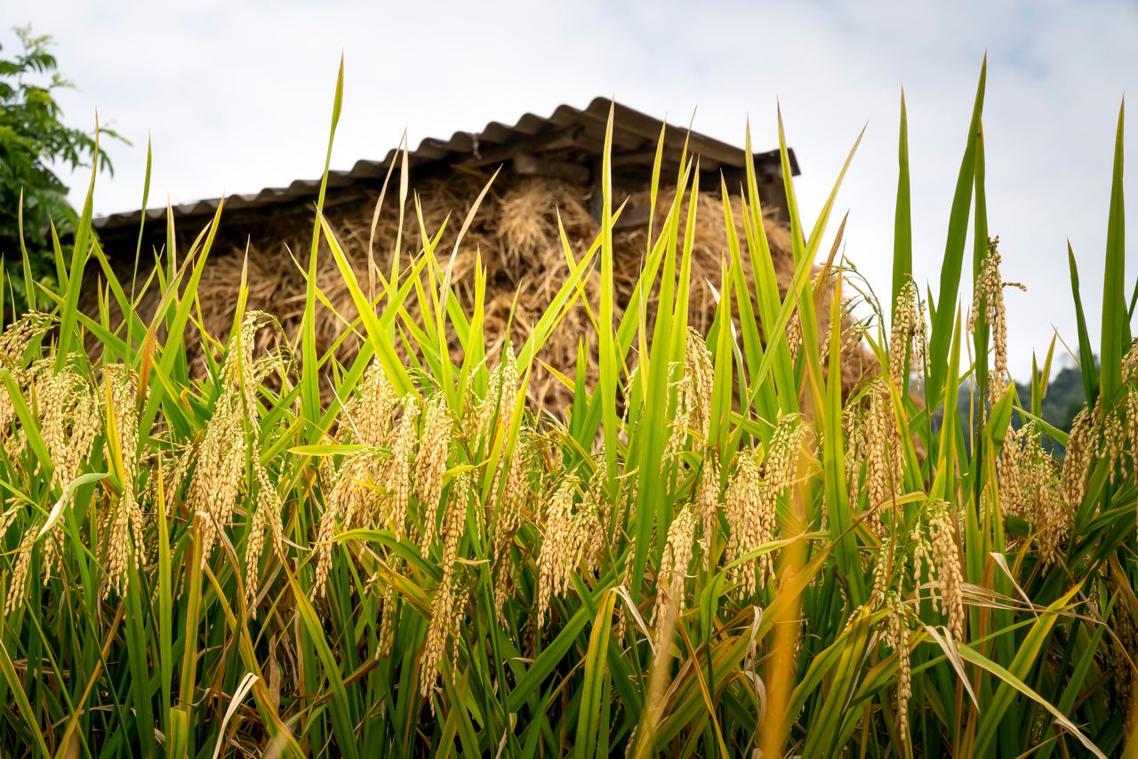 ice straw biomass supplier guide - Tropic World Paradise