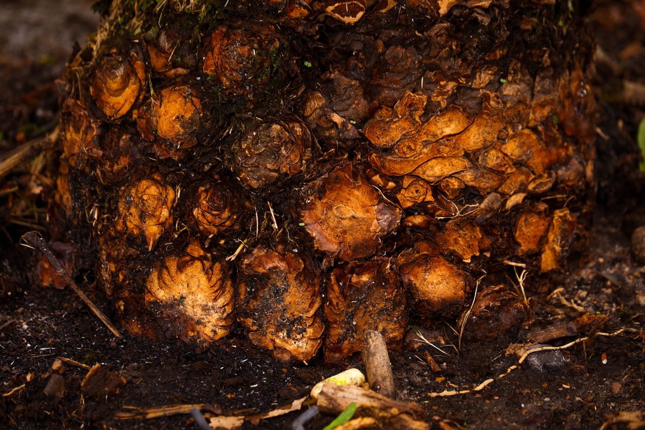 Palm Empty Fruit Bunches biomass export by Tropic World Paradise