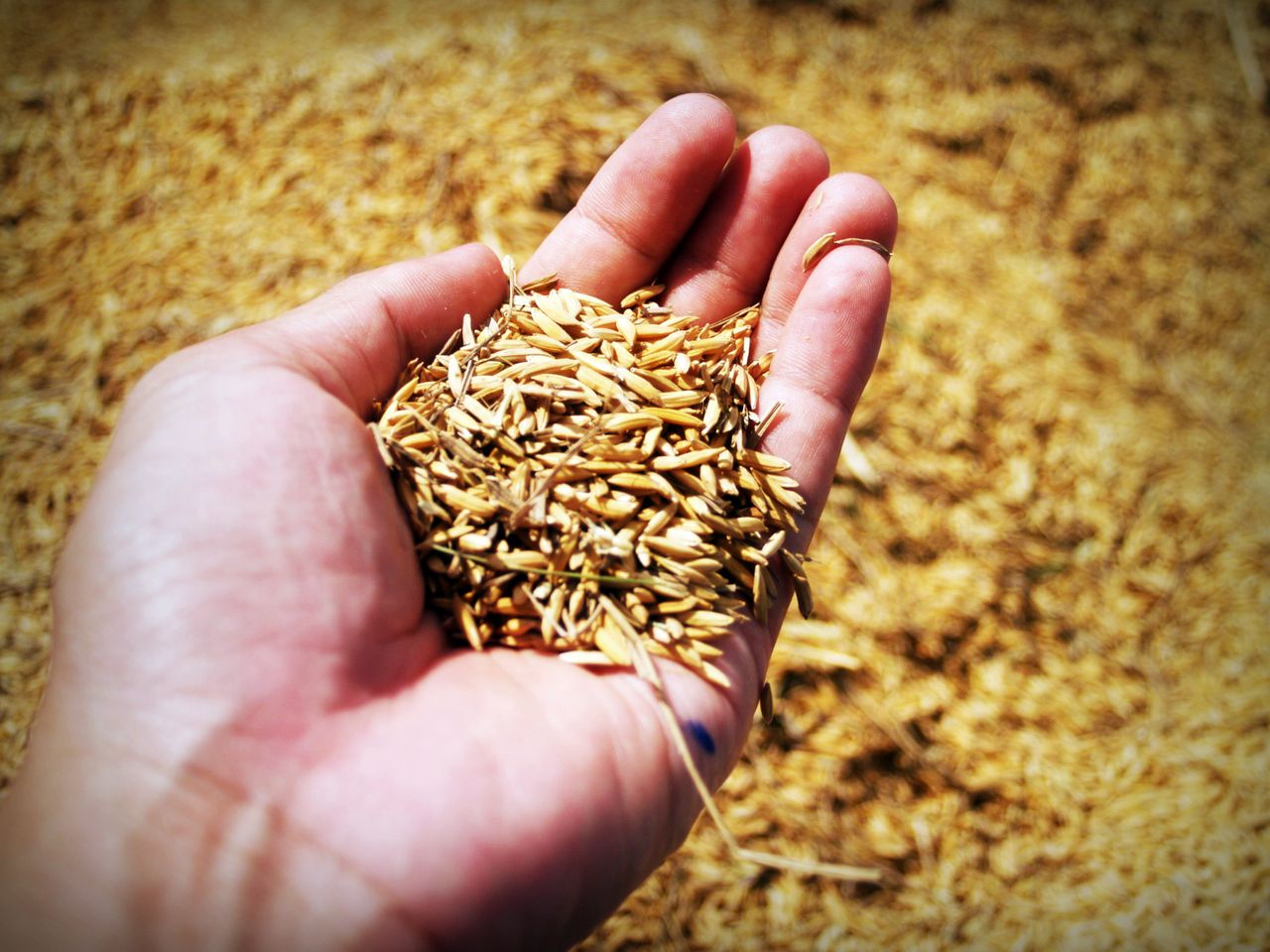 Rice Husk Specifications for Buyers - Tropic World Paradise