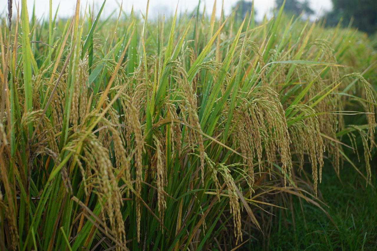 Rice Husks for Bedding, Biochar, and Fuel - Tropic World Paradise