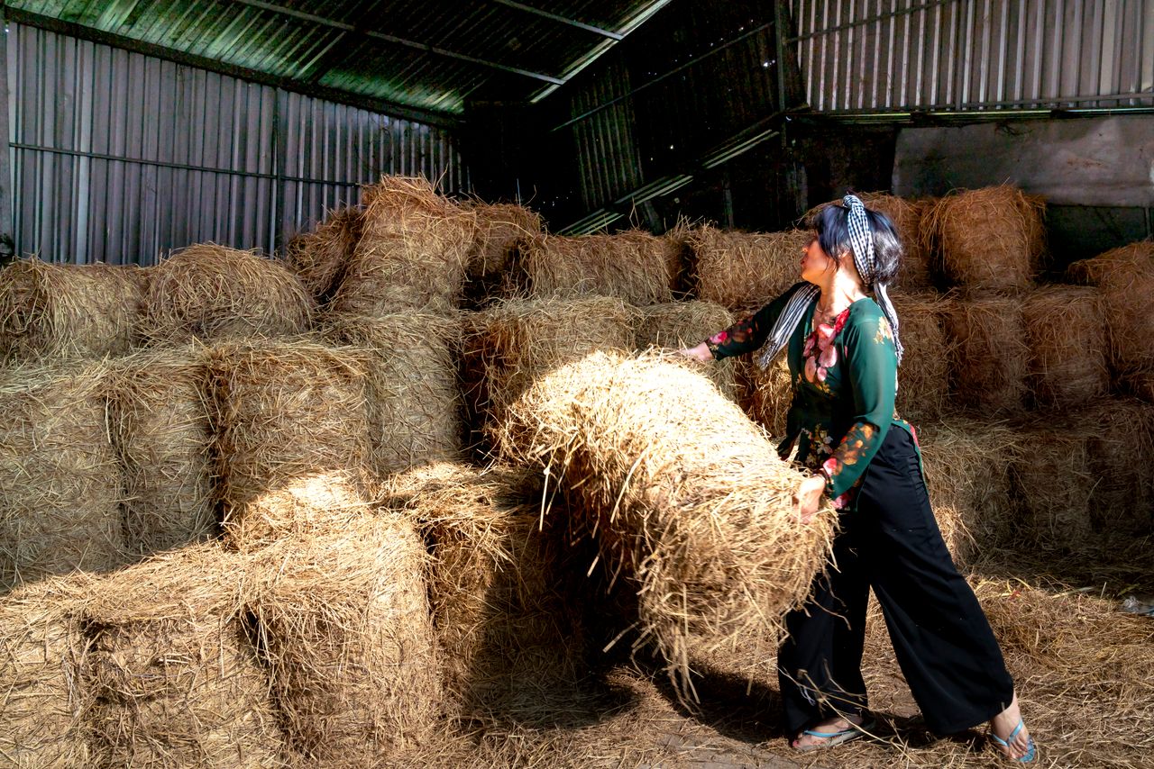 Rice Straw Bales vs Loose Rice Straw - Tropic World Paradise