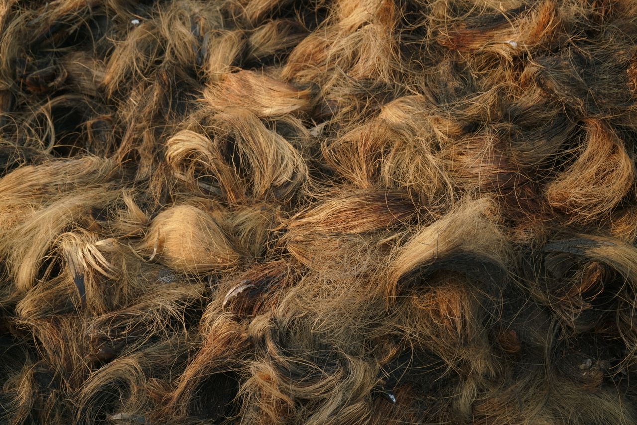 Palm Husks biomass fuel export by Tropic World Paradise