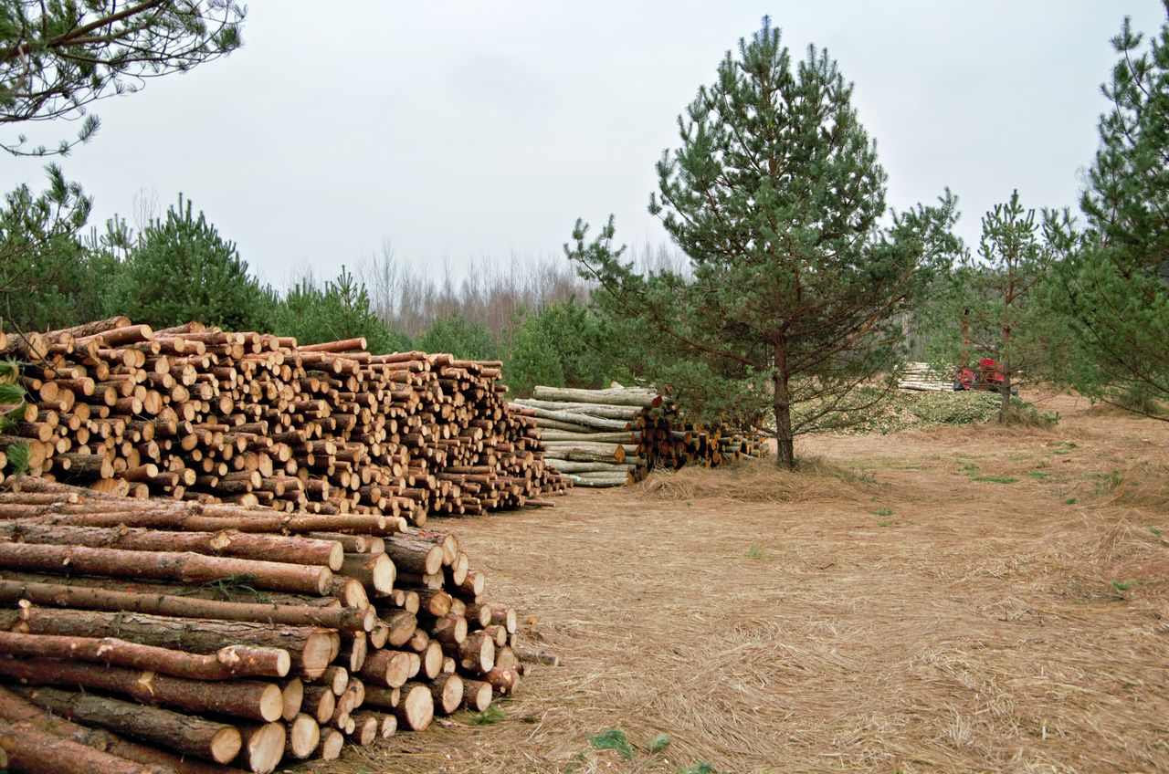 Poland biomass buyers Indonesian PKS - Tropic World Paradise
